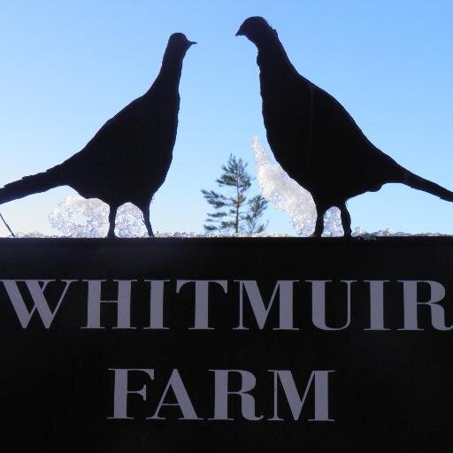 whitmuir1 Profile Picture