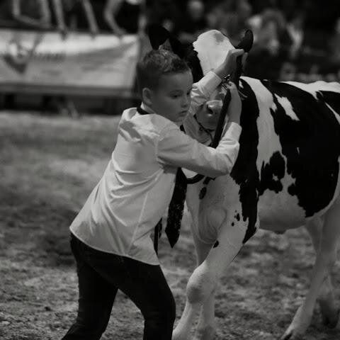 7-8-2003#vrachtwagens#koeien#valleivogels#bruinhorst#cowvalley#