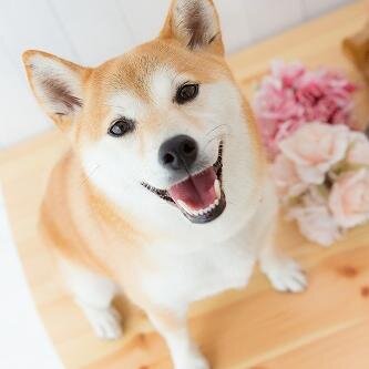 柴犬ココ(13歳5ケ月でお空組)柴犬ナナ2021.2.7生との日常を綴ったブログやってます～♪ よろしくです。。。
