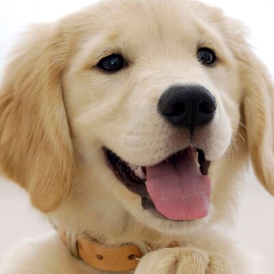 わんこ画像 Wancorobot Twitter わんこ画像 Wancorobot Twitter
