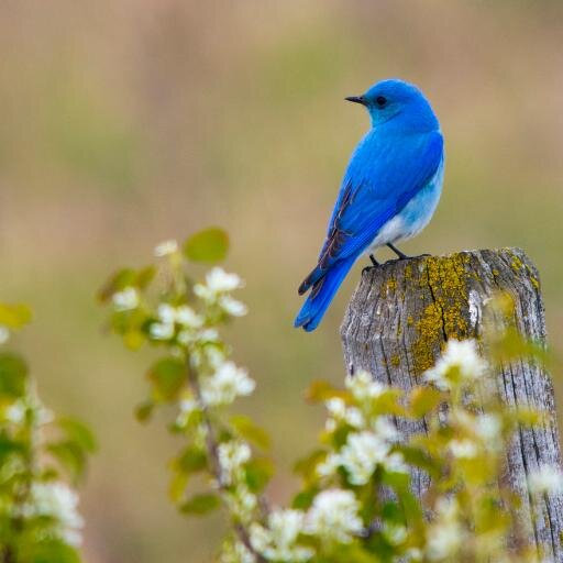 Blogging about birds in Calgary and southern Alberta