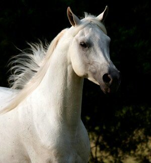 I am Wild and Free I have No Owner  My sister is @MidnightArabian  Single {Rp}