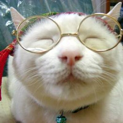 デブ猫