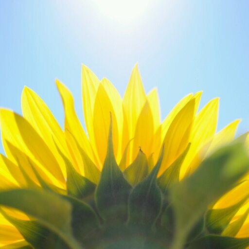 huladora's profile picture. 