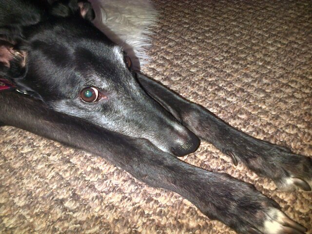 Ex-racing greyhound spending retirement days in local pubs with my new family! My racing name was Dipton Laser
