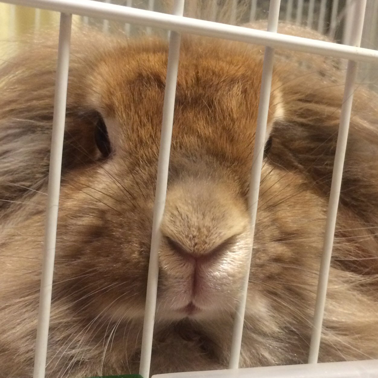 523Rabbit's profile picture. 😁✨自由気ままに世間を漂ってます(笑)
 日々穏やかに過ごしたいと思うのだけど一難去ってまた一難・・・。
更に続く難題になやみつつです💦💦💦
 少しずつ集めたシルバニア、動物、宝塚が好きです😍✨
   たまに毒を吐きますが 思ってる事を言うだけで、  本当ならストレス溜めず ゆっくり過ごしたいんです。