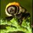 BHypnorum's profile image