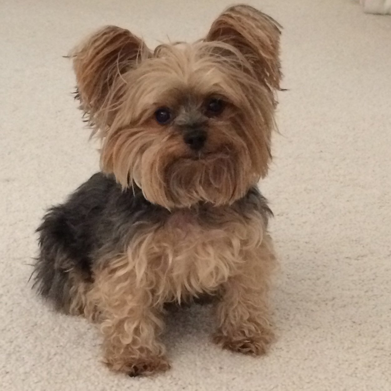 I beez gizmo. I beez a cute Yorkie who likes to tweet. My owner beez @dani_coco98. My blog: http://t.co/3LHqgFssBT Business: ibeezgizmo@gmail.com