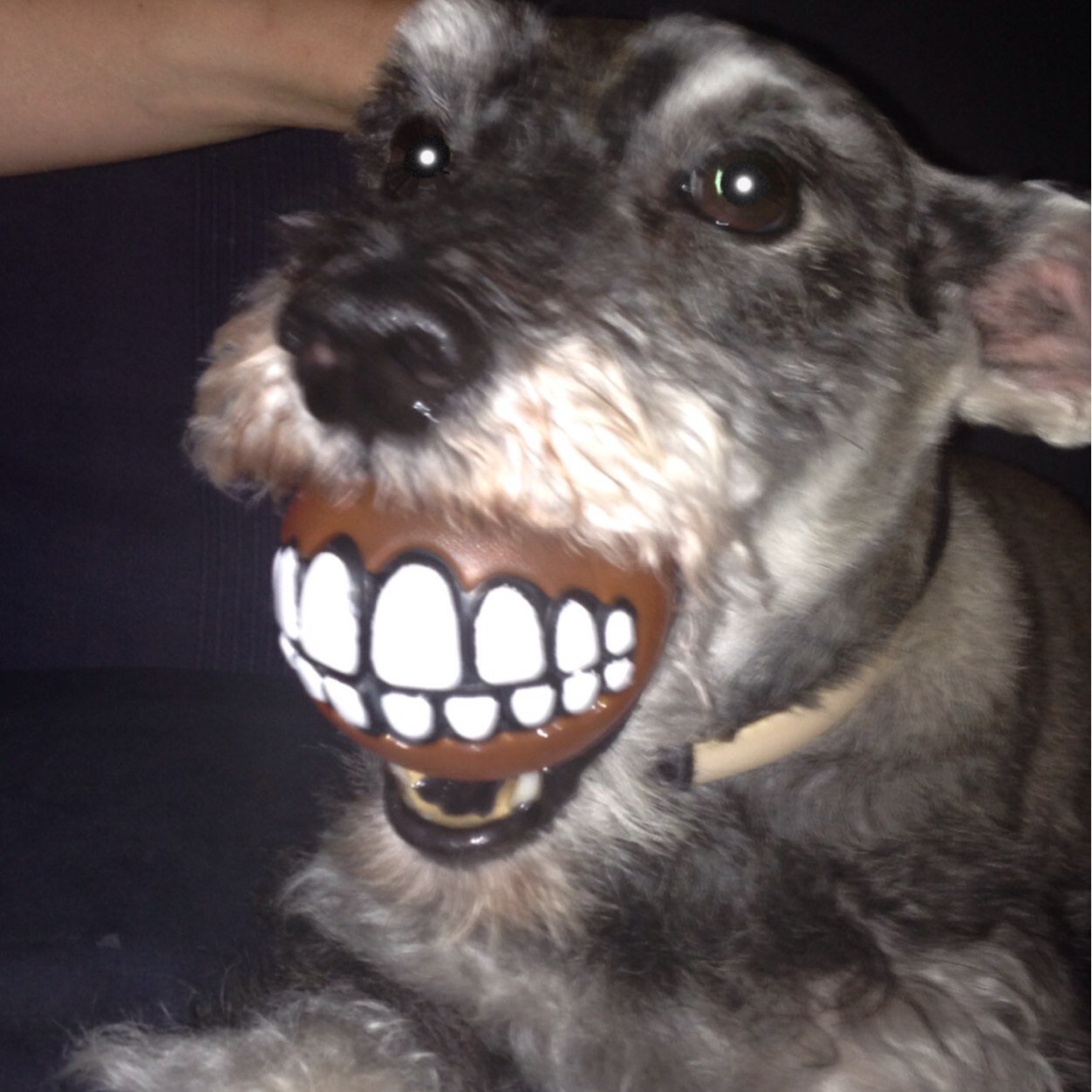 barker_re's profile picture. Should probably be in bed by now