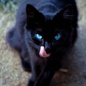 |Tom, Single | I'm a cat with attitude. I'll never love nor trust anymore. Leave me be if you wish...a monster is all I'll ever be. ~Theme Song: Monster~