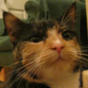 MeowingRuby's profile picture. Cat. Eat. Sleep. Look out the window. Thats my life really. Love food. Best friend is called Cookie (The Cat). Hate Blackie the Cat!