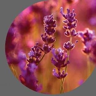 Welcome!
The Purpose Of This Is To Educate, Encourage, And Learn About Gaining And Maintaining Health Naturally Through The Use Of Essential Oils Sri Lanka