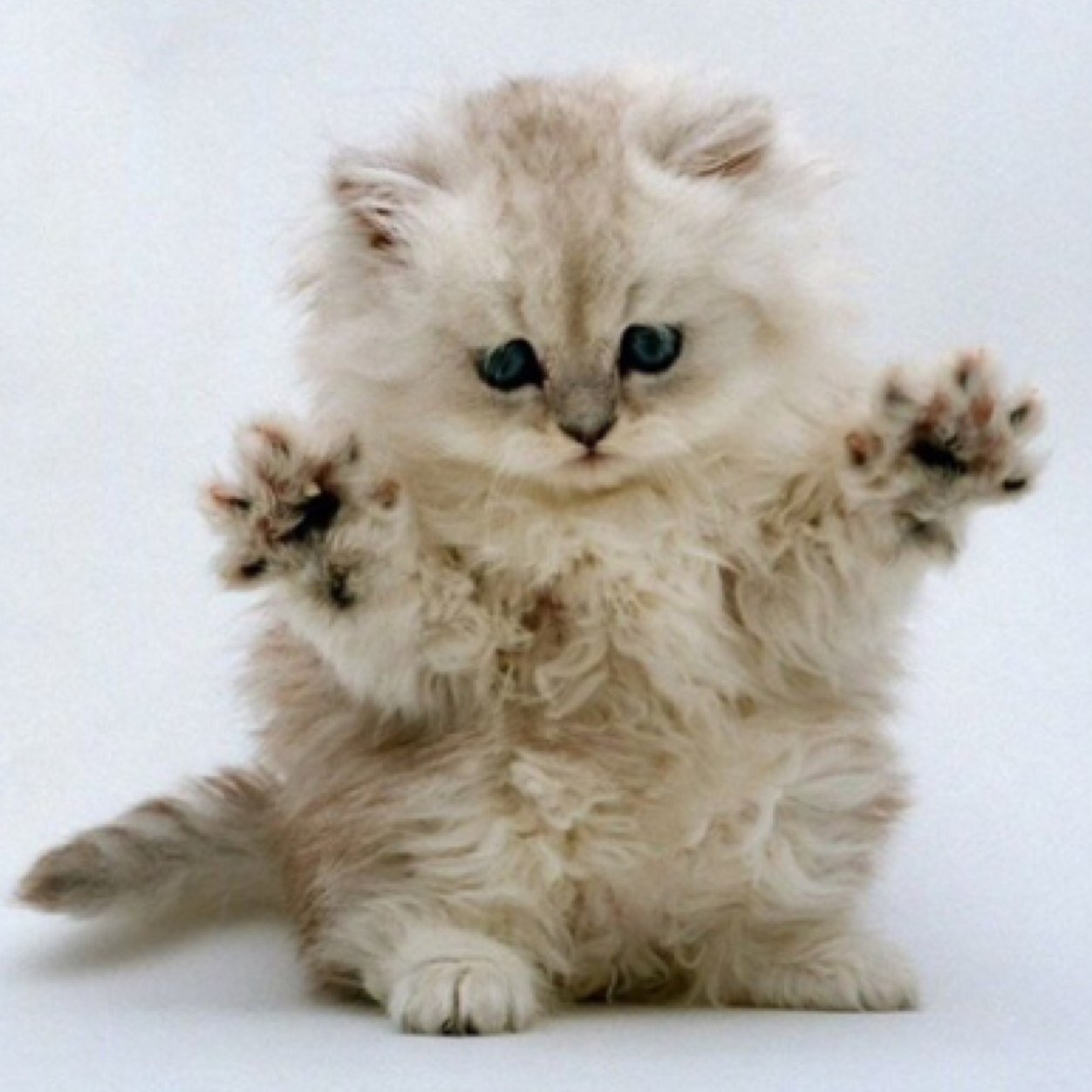 uhPoofeh's profile picture. Don't throw stones, throw axes. Throwing Knife Trickshotter for no team yet. Hopefully xJMx Poofeh will happen. :P