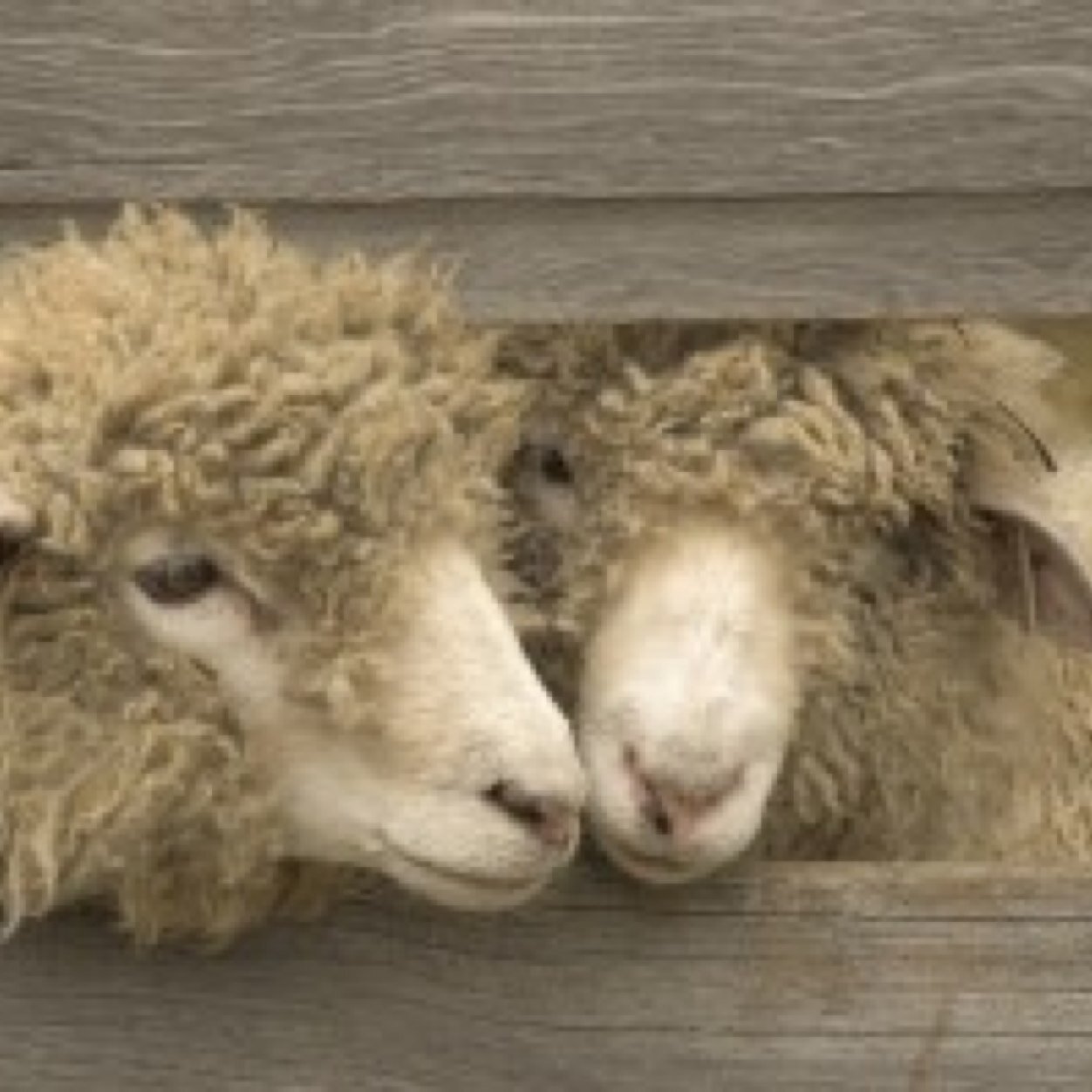 Golden__Sheep's profile picture. #drôles #soeur #daleuses #rêveuses #débiles #charmantes #gracieuses #CrêpesAuNutella