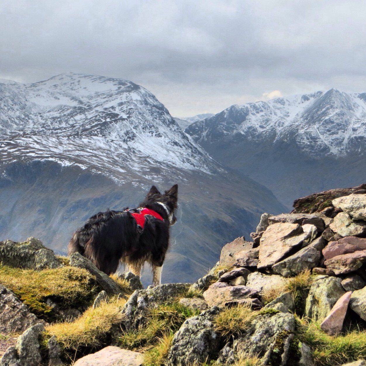 Morar RIP 🏳️🌈 Border Collies, Spaniels, caravan adventures, photography, part-time nurse #NHS. European, London/Croydon living in beautiful Northumberland