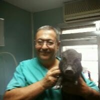 Veterinario especialista en Odontología y cirugia