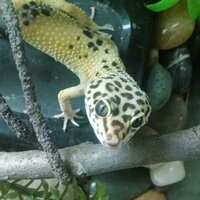 Chris (@chrissuchan) 's Twitter Profile