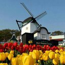 Hanneke (@1955johanna) Twitter
