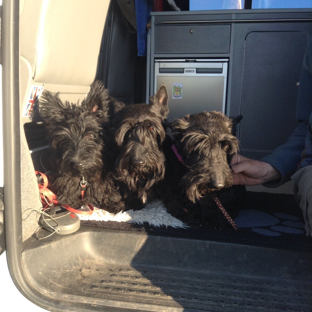 HettieMegan's profile picture. Three generations of scotties, relations to @rebus_scottie. mad about lots of walkies and chasing anything that moves!
