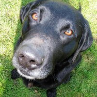 duppy the dog (@antrojak) 's Twitter Profile Photo duppy the dog (@antrojak) 's Twitter Profile Photo