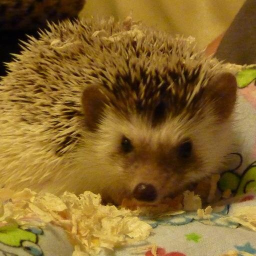 SirCharlesPP's profile picture. I am a male african pygmy hedgehog, I live for meal worms and running my wheel late at night.