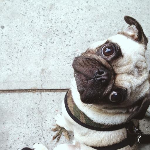 Homer Jay Pug