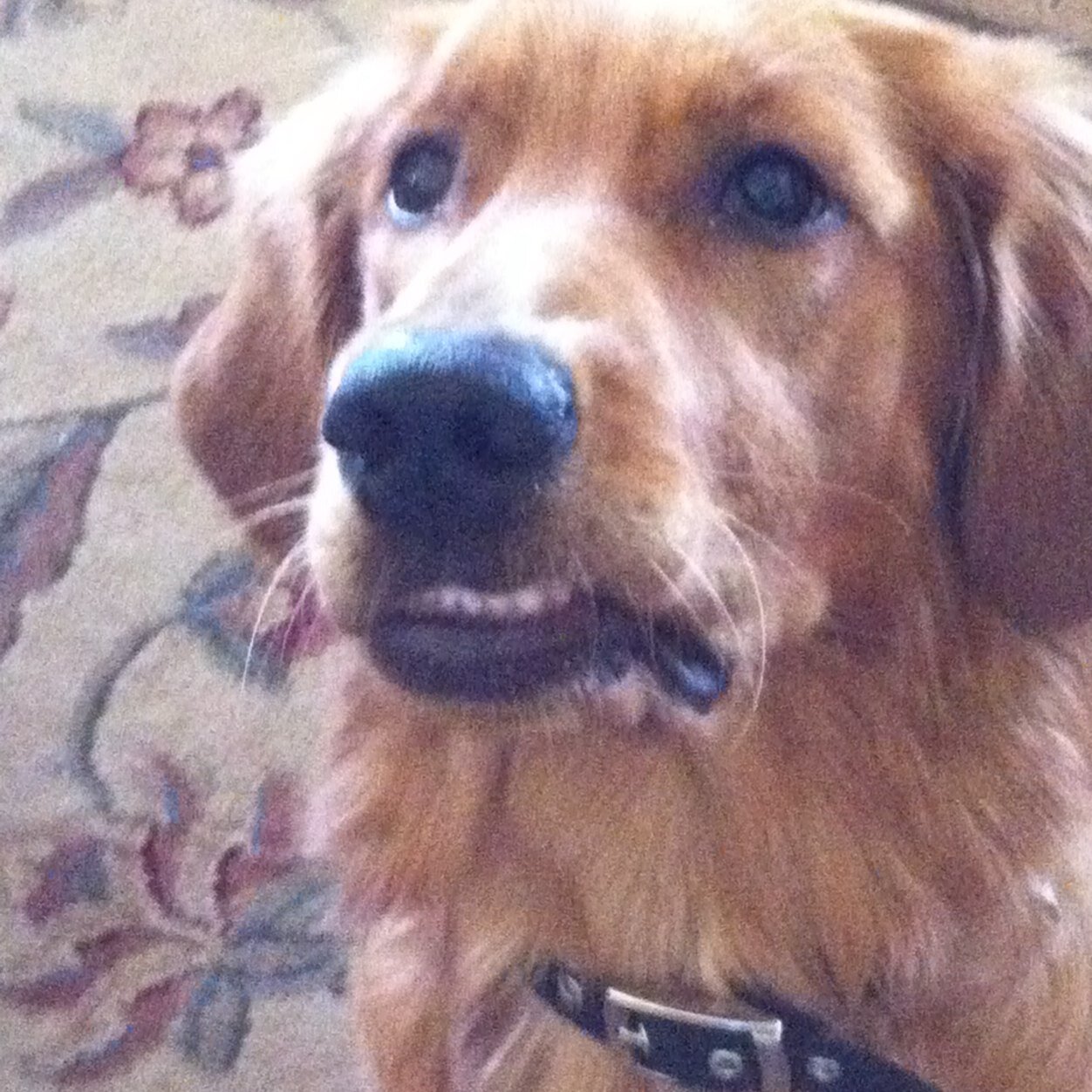 Lpslover9775's profile picture. hello lpslovers from twitter...i luv trading...i luv my dog and hey u wanna trade? ❤️❤️❤️❤️