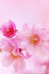 888_gogo_7777's profile picture. 平沼紀久♡通称ノリさんLDH俳優兼プロデューサー兼監督/PENICILLIN(HAKUEI)/ライチ☆光クラブ/tatsuoMAN/machine/HAKUE⚡MAN ライブ全力全通/P.S.♥♥♥HAKUE⚡MAN最強最高❤❤🌸桜もバラも好き🌸