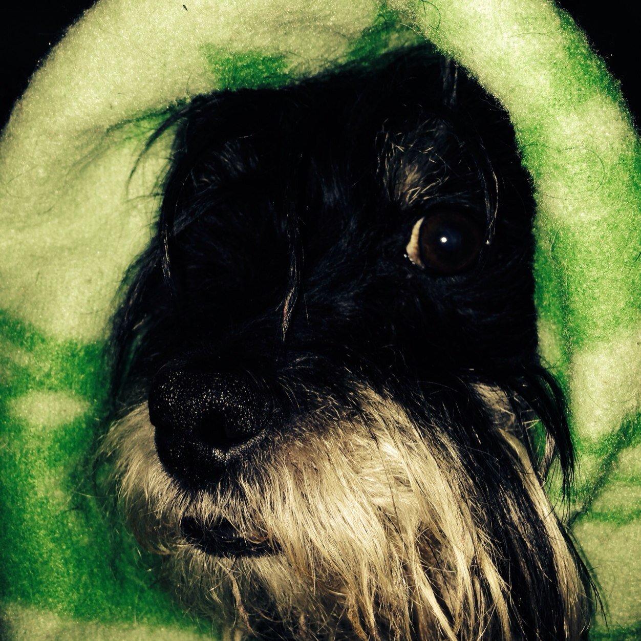 elias_pepe's profile picture. 