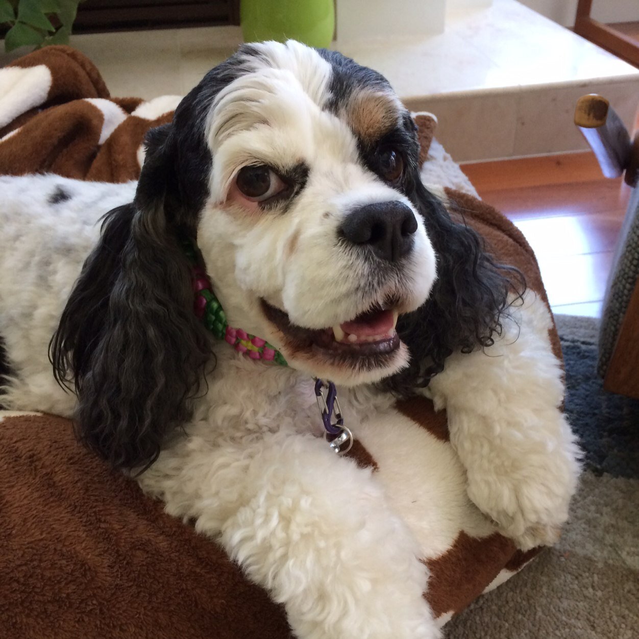 I am a Cocker Spaniel born in 2007. I am very friendly and love to socialize with people and animals. I have IVDD (degenerative discs), but I am still smiling!