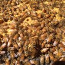 Pam Pierce - @ppleggins - Twitter