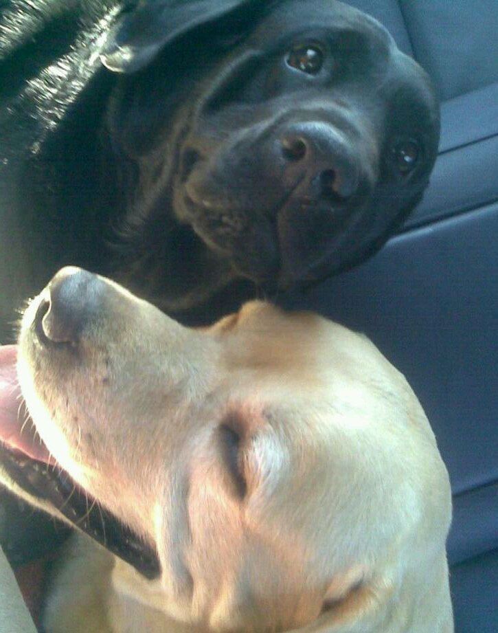 BarbaraBisaccia's profile picture. 