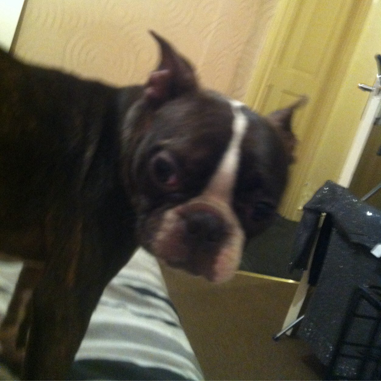 F/book•Boston Terriers Northamptonshire uk Youtube•kellycorrigann