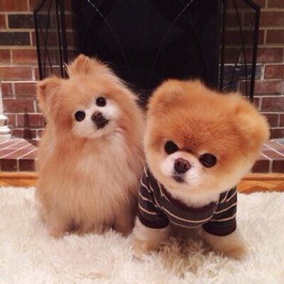 Media Tweets By Doggy Lovers Doggy Loverss Twitter Media Tweets By Doggy Lovers Doggy Loverss Twitter