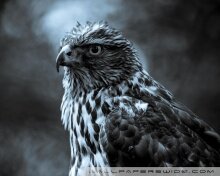 Cell863's profile picture. Welder.