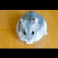 三柱＝BlendModeller (@hirugarion) 's Twitter Profile