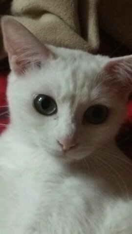 猫が好き、ゆるキャラさんが好き特に平井のこーたさんが好き、もうひとつ実は宝塚歴34年、最近は月城かなとさん推し