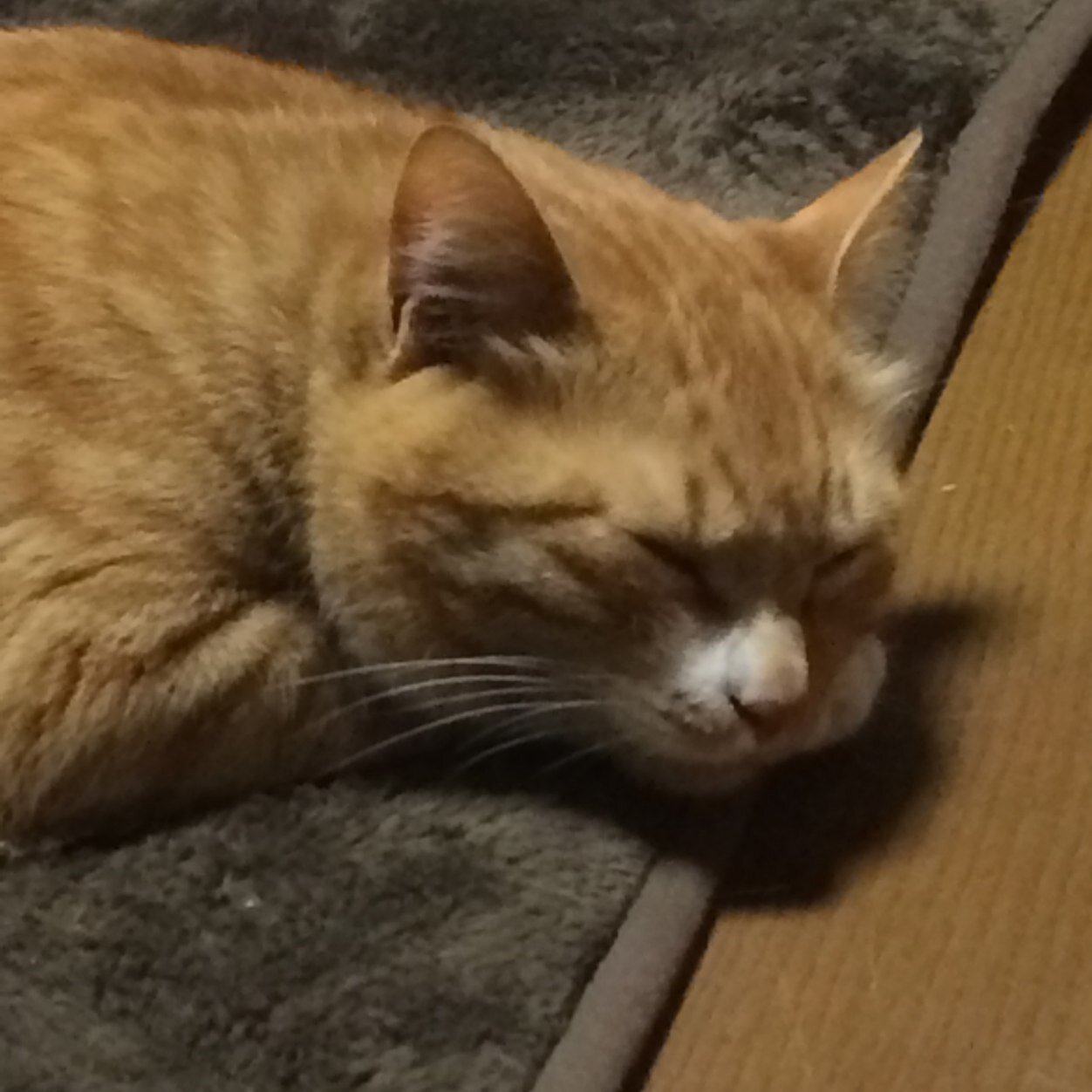 ねこ