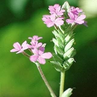 SimsKeira's profile picture. This is when you look forward for other economical options that could help