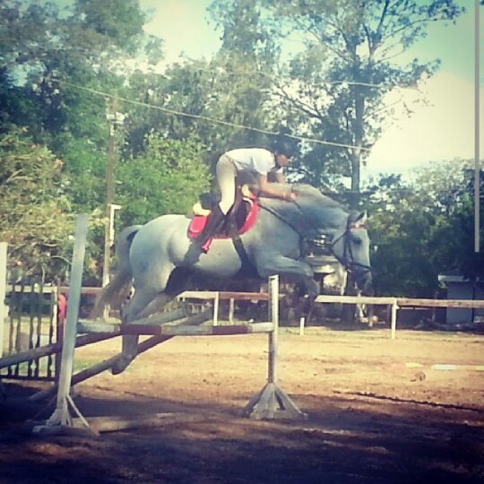 Salto en caballo el deporte se llama equitación, diez caballos con dos salto yo! amo saltar