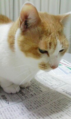 猫好き/阪神タイガース/高校野球/ミニシアター/コーヒー党/甘党/好物は肉とプリン体/しじみ汁のしじみを残さず食べる人と仲良くしたい
