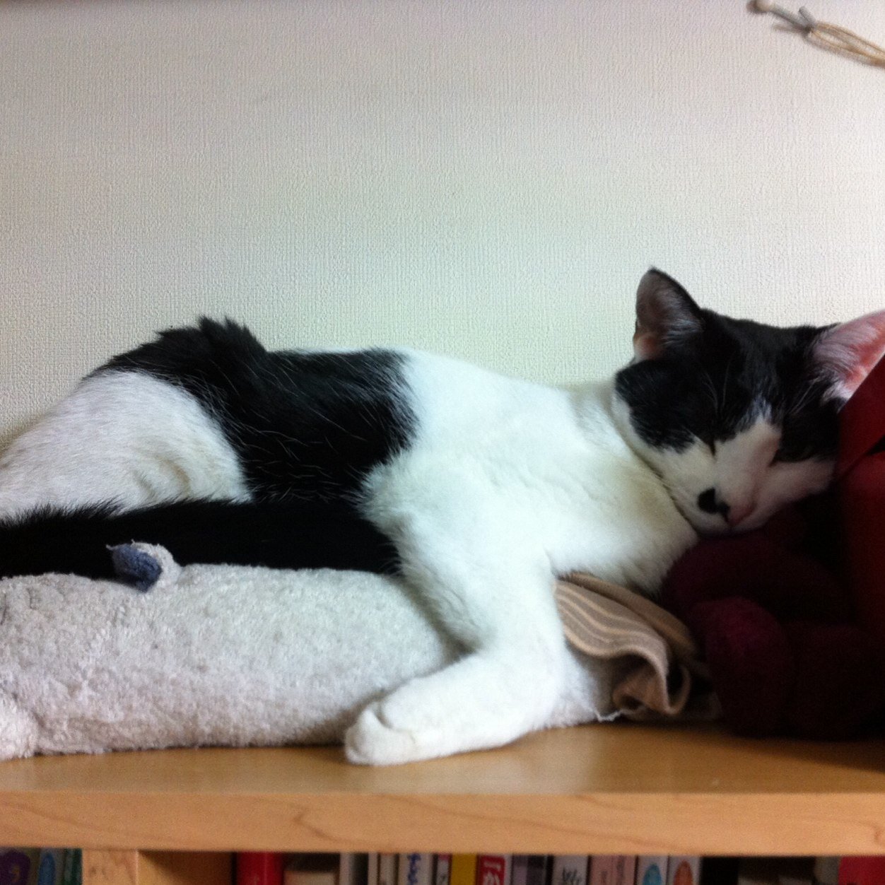 yumkkky's profile picture. 何年かぶりに復活。
また、立ち上げただけで満足です。