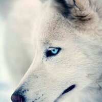 hamood666 (@hamood6661) 's Twitter Profile