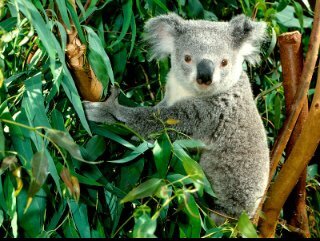 TuKoala100's profile picture. Sigueme en el twitter de mi canal @TheCristianGM