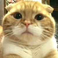 ぽんすけ (@ponpocoponcha) 's Twitter Profile