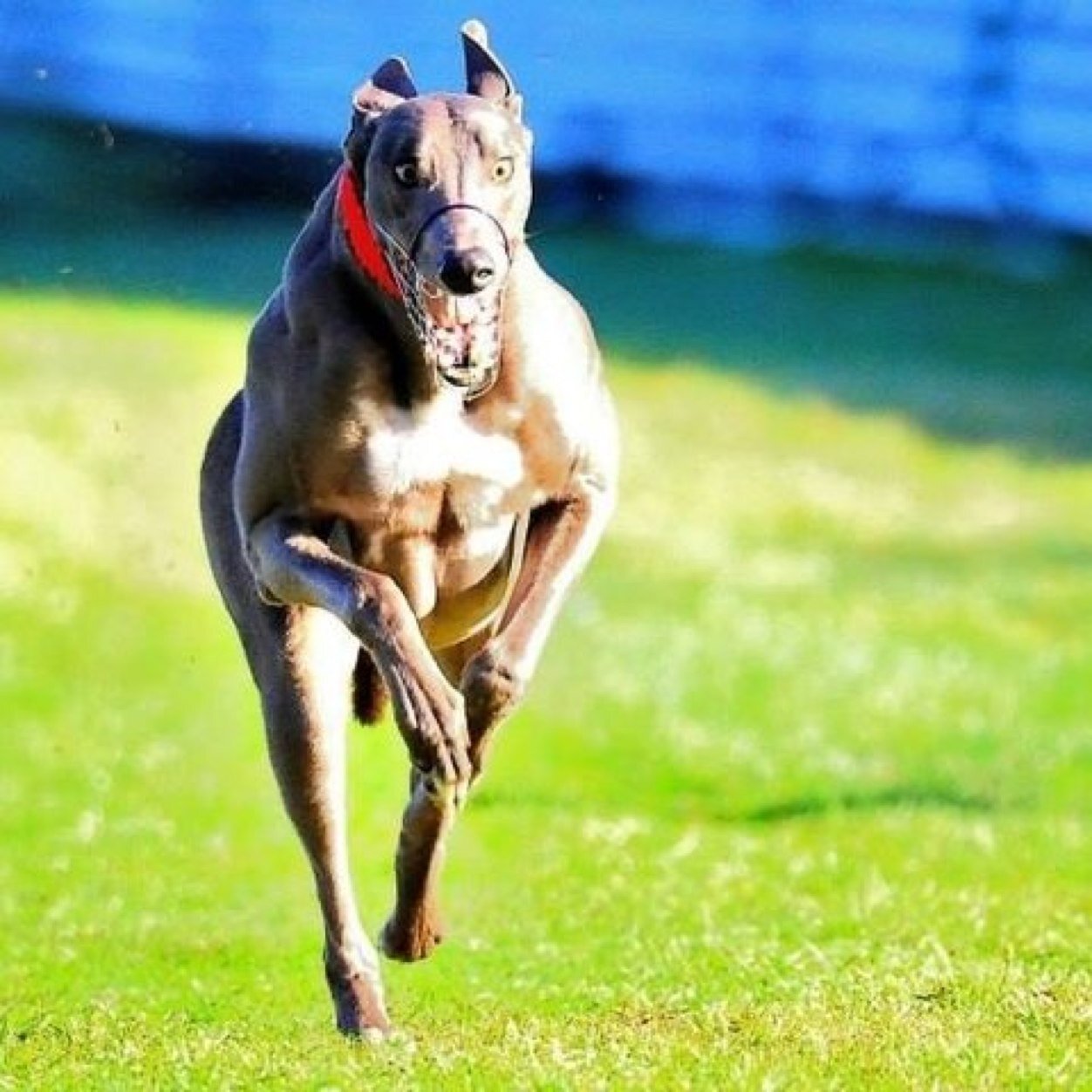ZamboraBlueBoy1's profile picture. 2012 & 2013 Waterloo Cup Winner, 2013 Coursing Greyhound of the Year, 2013 GRV Most Popular Greyhound Award Winner!