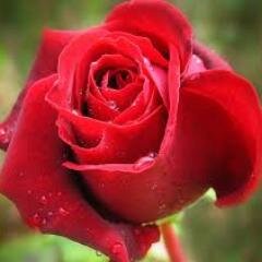 11Doaa2011's profile picture. VIXX & MBLAQ