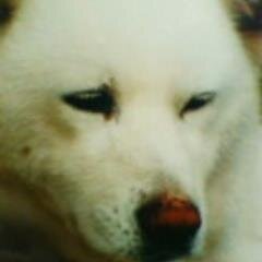 犬が大好きなんです。