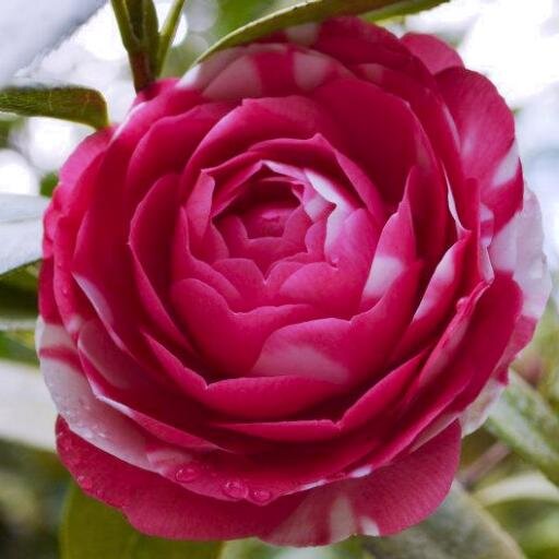 LDKCreations's profile picture. Virginia Beach Photographer