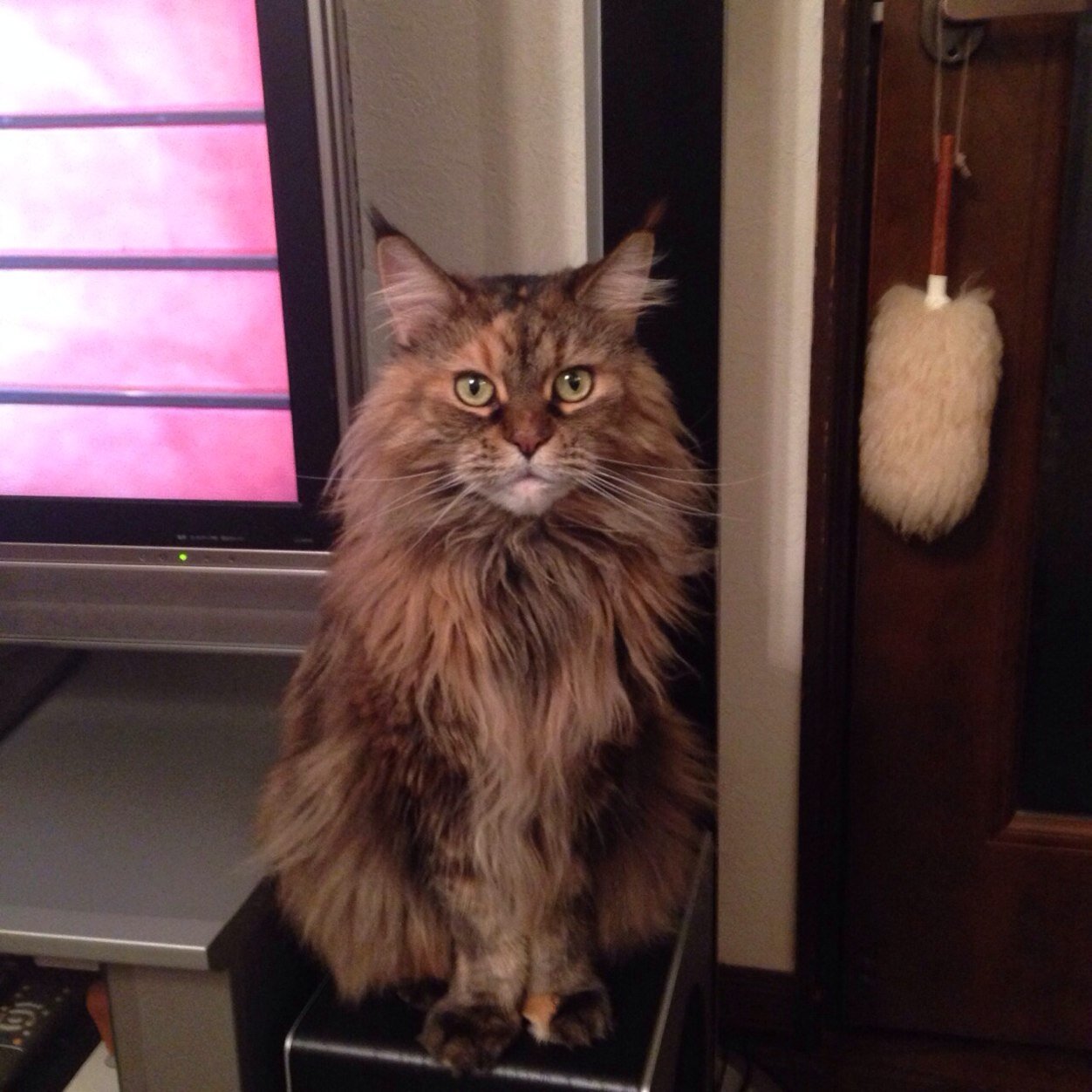 ryo1diva's profile picture. 